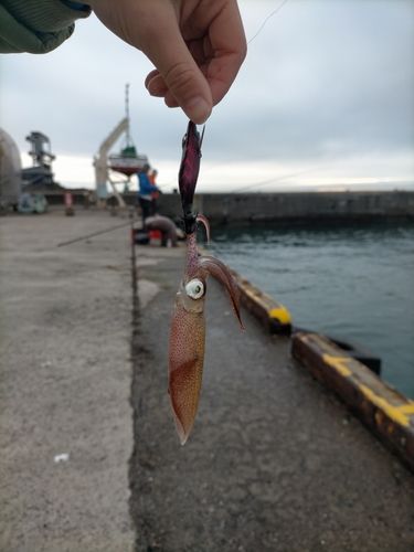 マメイカの釣果