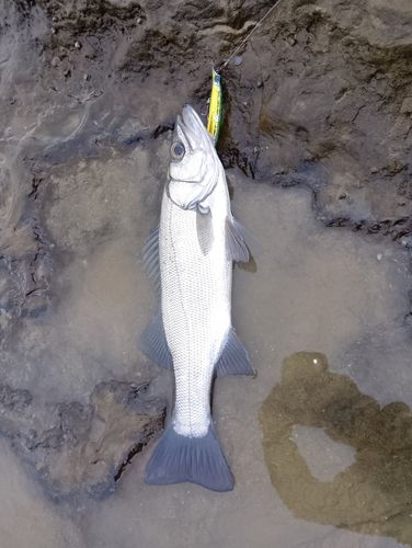 ヒラスズキの釣果