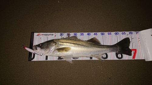 シーバスの釣果