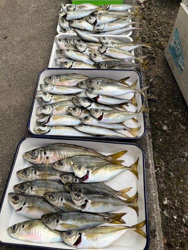 アジの釣果
