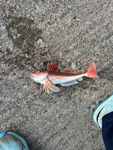 カナガシラの釣果