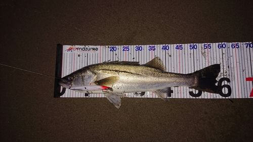 シーバスの釣果