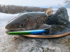 アメマスの釣果