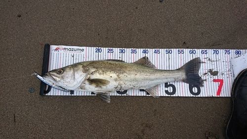 シーバスの釣果