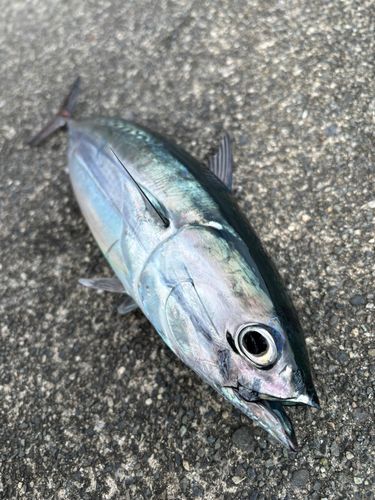 マルソウダの釣果