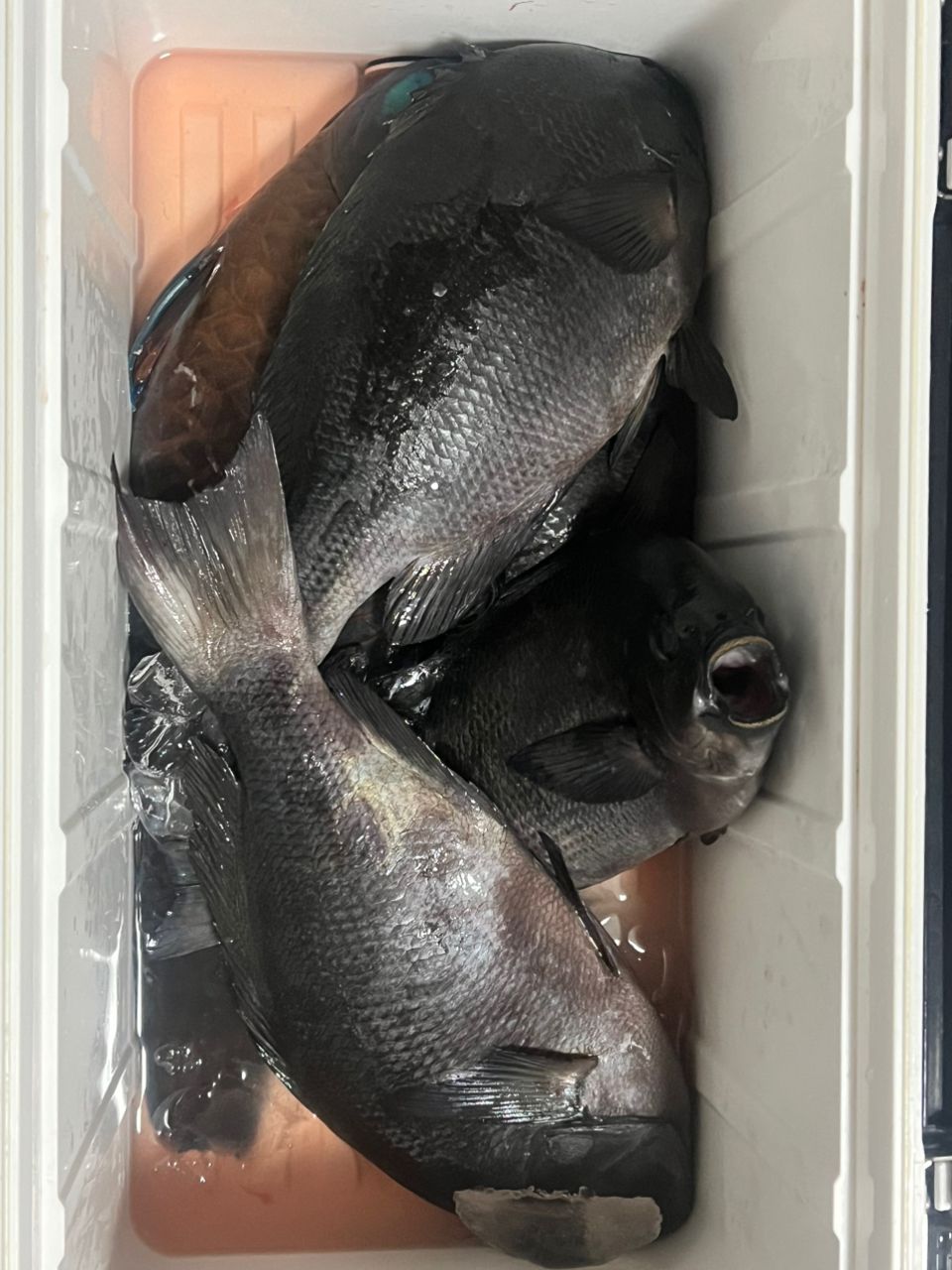 uraちゃんさんの釣果 2枚目の画像