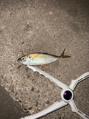 東京湾（アクアライン〜富津）