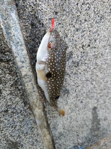 クサフグの釣果