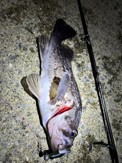 クロソイの釣果