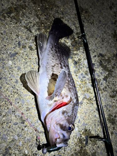 クロソイの釣果