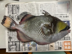 ゴマモンガラの釣果