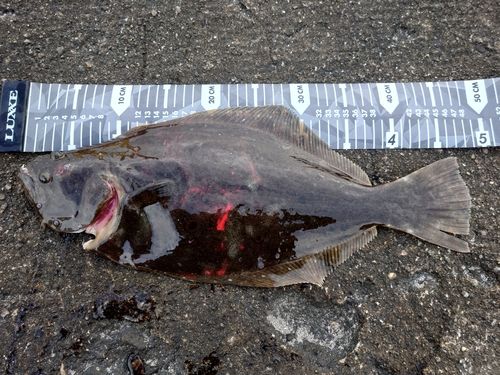 ヒラメの釣果