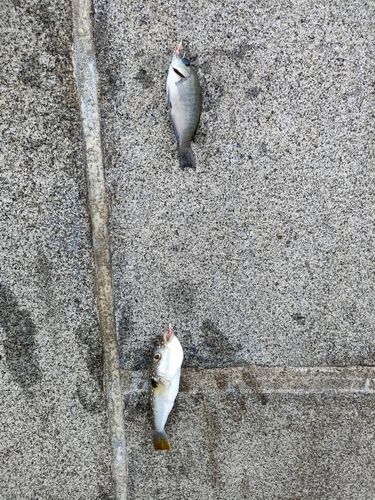 メジナの釣果