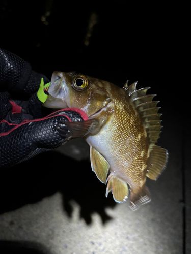 エゾメバルの釣果
