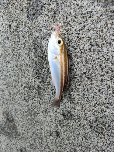 イサキの釣果