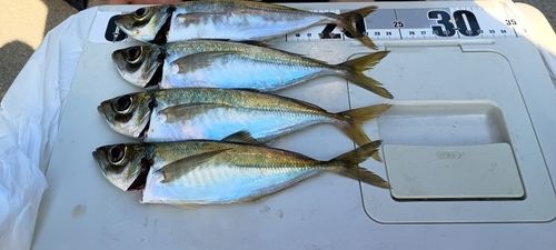 アジの釣果