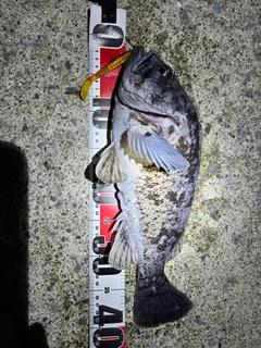 クロソイの釣果