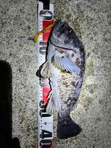 クロソイの釣果