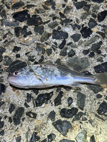 シログチの釣果