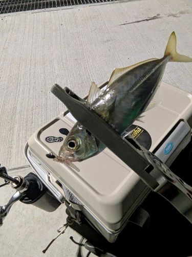 マアジの釣果