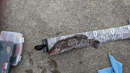 アイナメの釣果