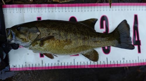 スモールマウスバスの釣果