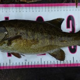 スモールマウスバス