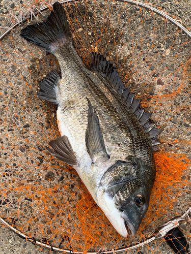 新舞子マリンパーク