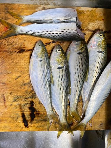 コノシロの釣果