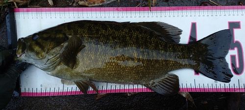 スモールマウスバスの釣果