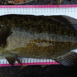 スモールマウスバス