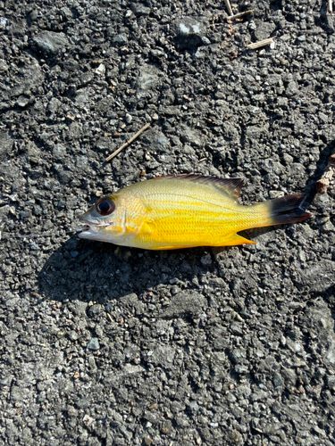 オニハタタテダイの釣果