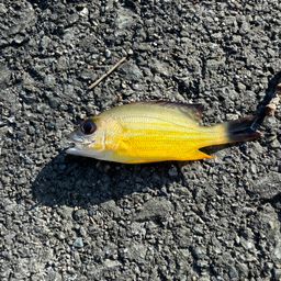 オニハタタテダイ