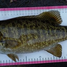 スモールマウスバス