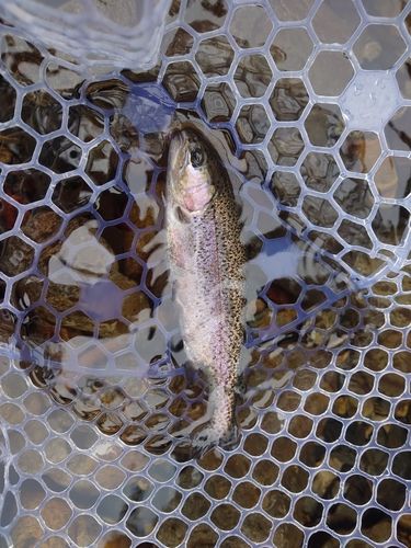 ニジマスの釣果