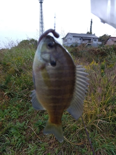 ブルーギルの釣果