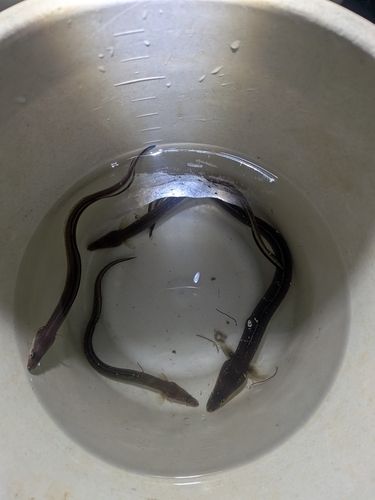 マアナゴの釣果