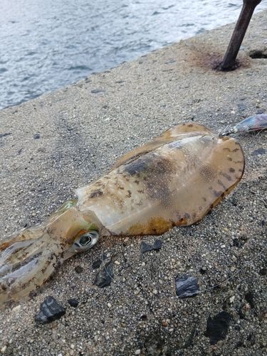 周防大島（屋代島）