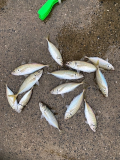 マアジの釣果