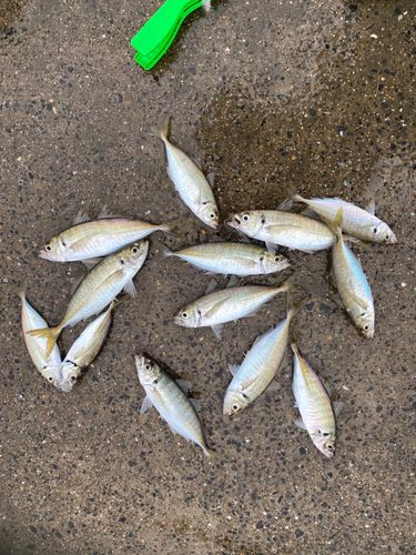 マアジの釣果