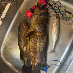 チャイロマルハタ