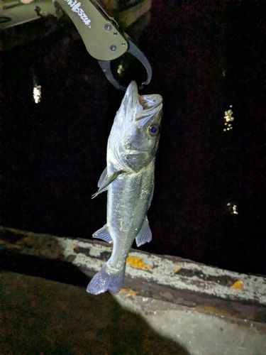 セイゴ（ヒラスズキ）の釣果