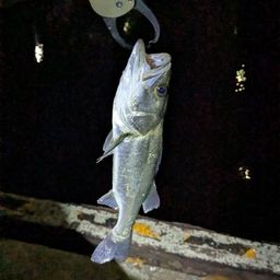 セイゴ（ヒラスズキ）