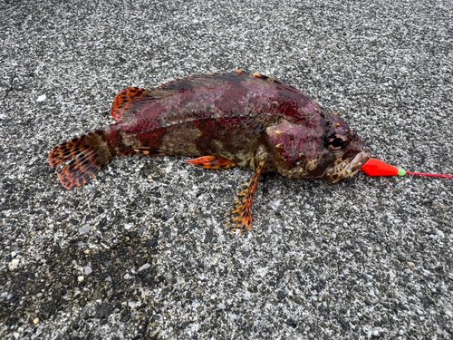 ヨロイメバルの釣果