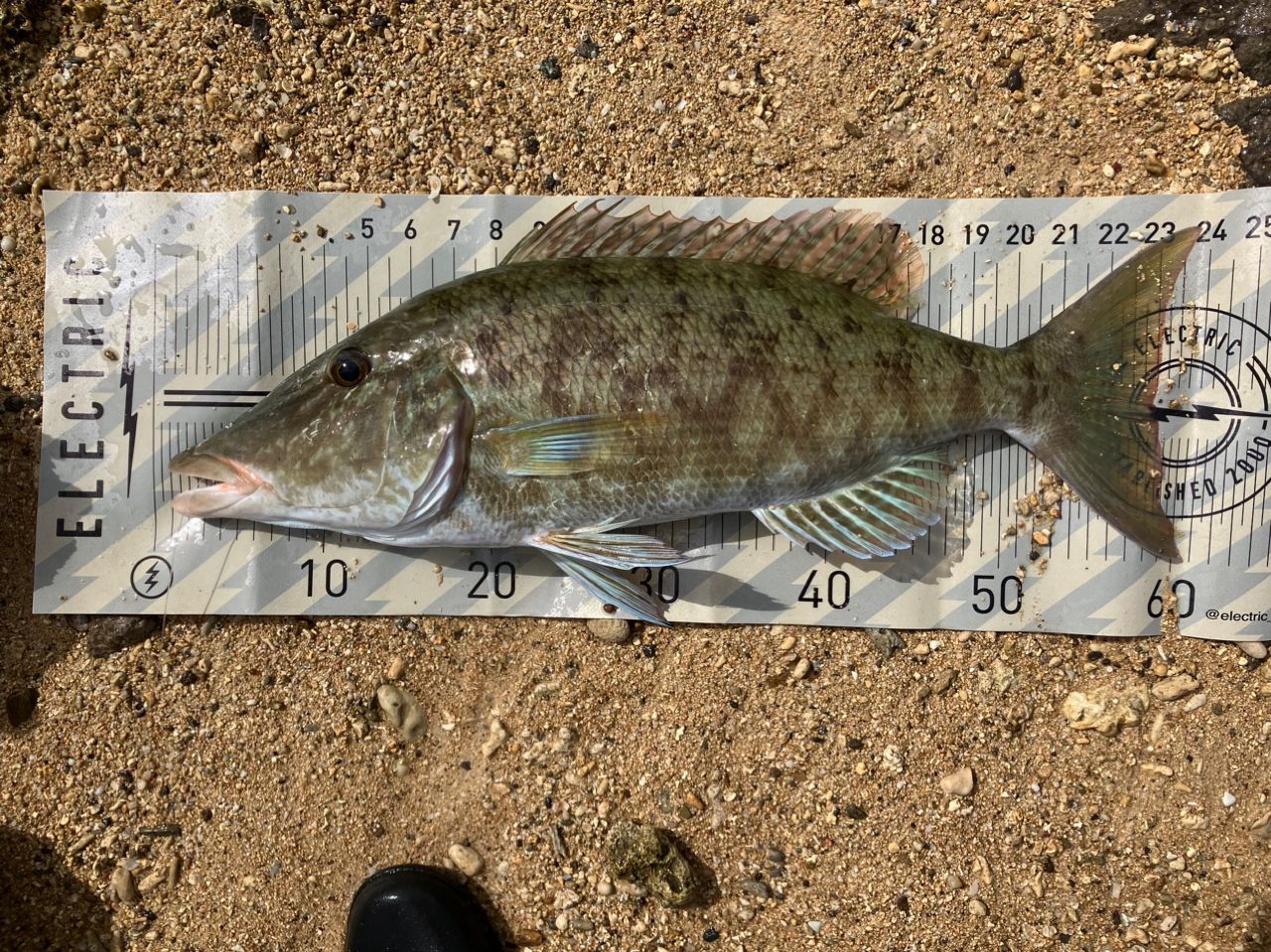 キツネフエフキ