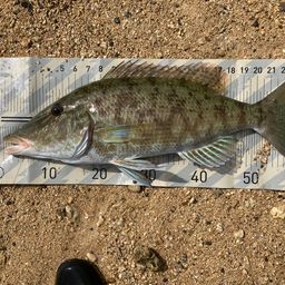 キツネフエフキ