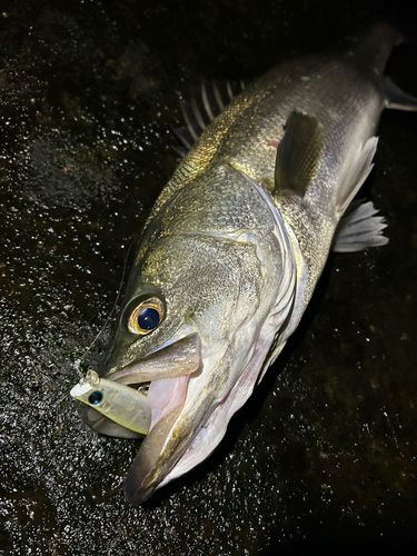 ディズニーリゾート付近