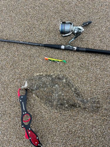 ヒラメの釣果