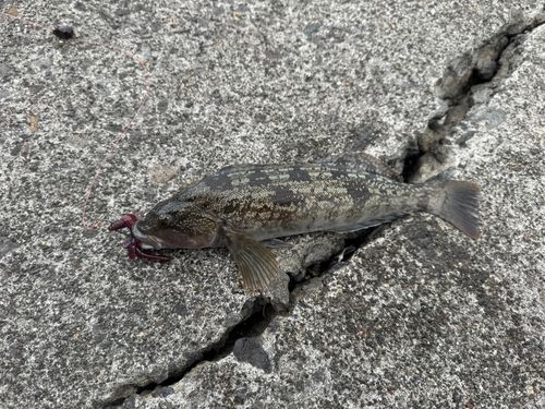 アイナメの釣果