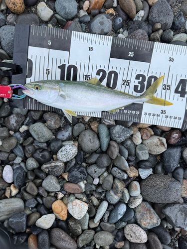 ワカシの釣果